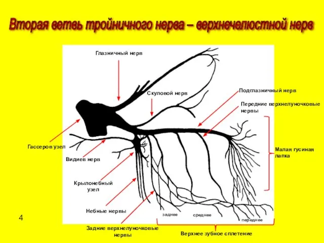 Вторая ветвь тройничного нерва – верхнечелюстной нерв Малая гусиная лапка Верхнее зубное