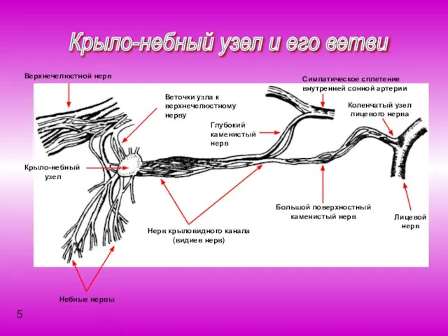 Крыло-небный узел и его ветви Крыло-небный узел Верхнечелюстной нерв Веточки узла к