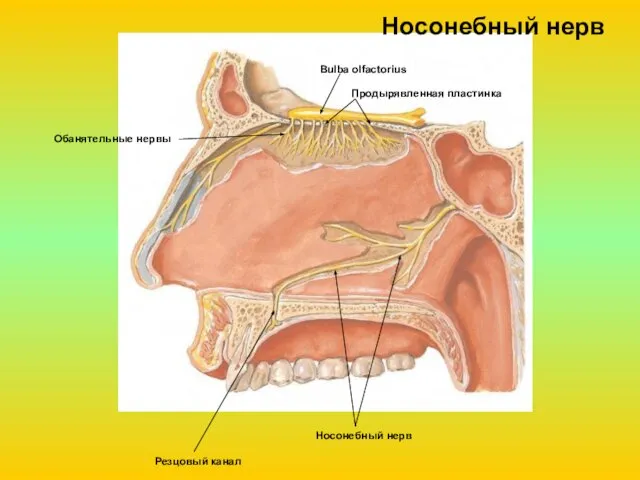 Носонебный нерв Резцовый канал Носонебный нерв Bulba olfactorius Продырявленная пластинка Обанятельные нервы
