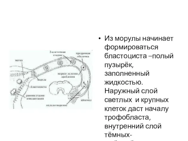 Из морулы начинает формироваться бластоциста –полый пузырёк, заполненный жидкостью. Наружный слой светлых