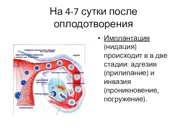 На 4-7 сутки после оплодотворения Имплантация (нидация) происходит в в две стадии: