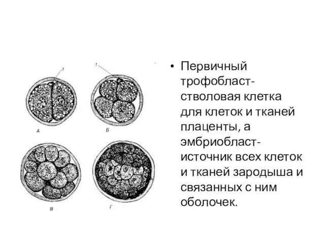 Первичный трофобласт-стволовая клетка для клеток и тканей плаценты, а эмбриобласт-источник всех клеток