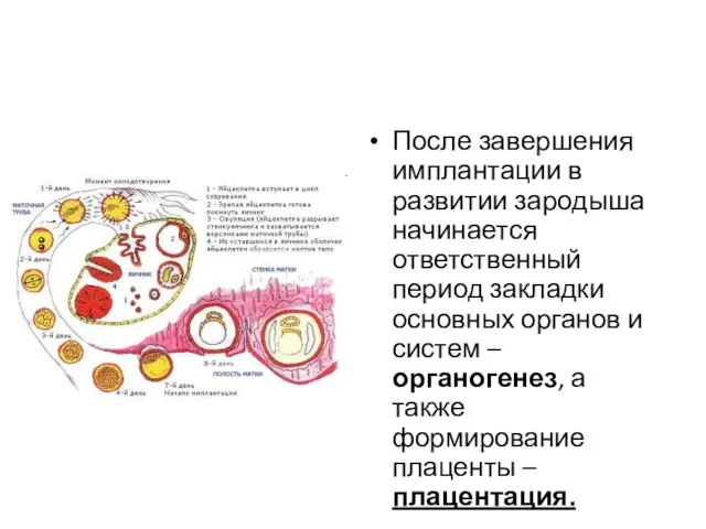 После завершения имплантации в развитии зародыша начинается ответственный период закладки основных органов