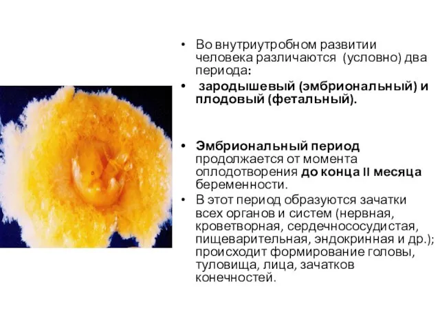 Во внутриутробном развитии человека различаются (условно) два периода: зародышевый (эмбриональный) и плодовый