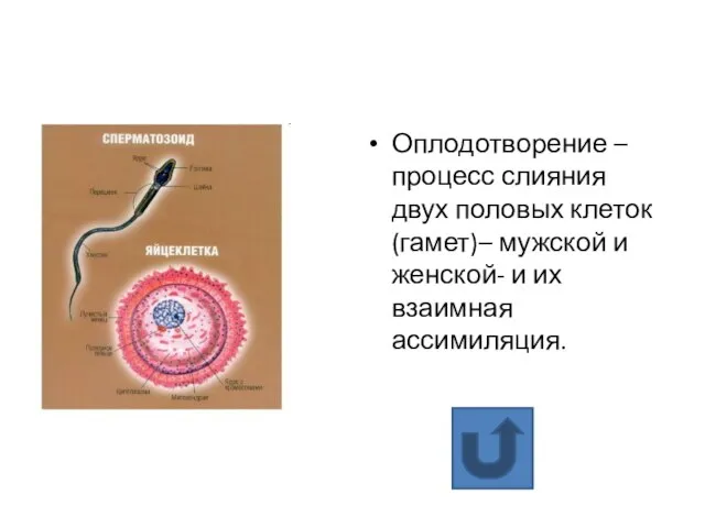 Оплодотворение – процесс слияния двух половых клеток (гамет)– мужской и женской- и их взаимная ассимиляция.