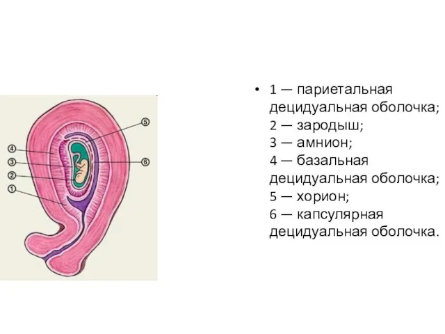 1 — париетальная децидуальная оболочка; 2 — зародыш; 3 — амнион; 4