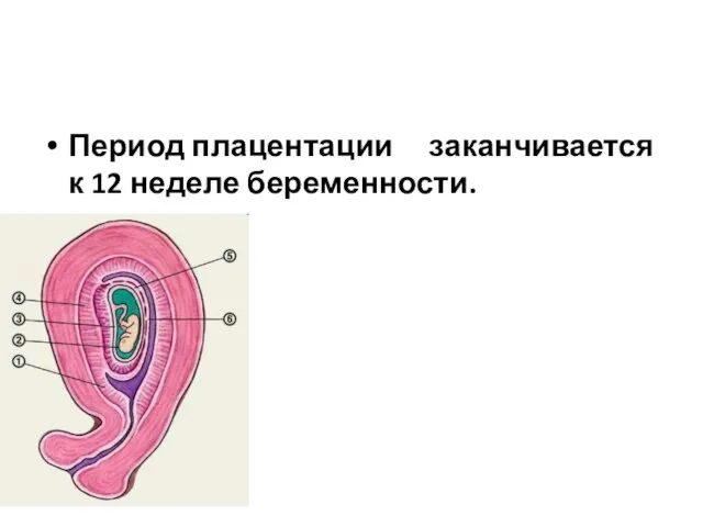 Период плацентации заканчивается к 12 неделе беременности.