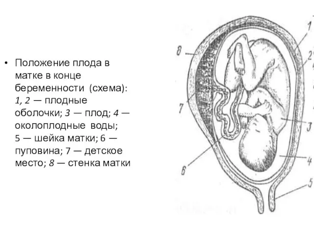 Положение плода в матке в конце беременности (схема): 1, 2 — плодные