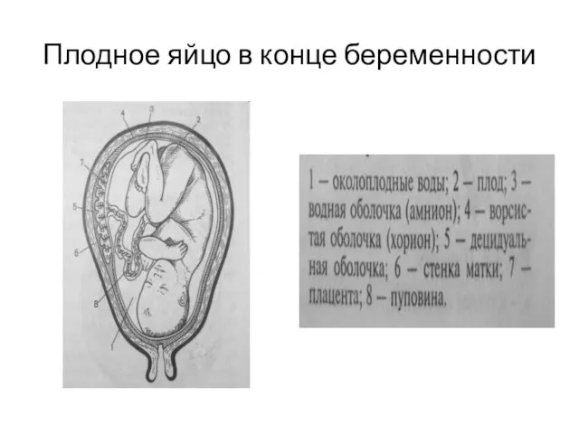 Плодное яйцо в конце беременности