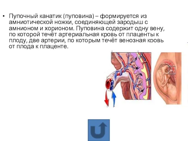 Пупочный канатик (пуповина) – формируется из амниотической ножки, соединяющей зародыш с амнионом