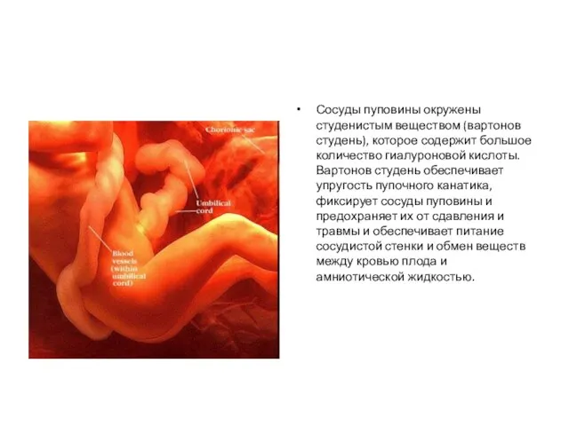 Сосуды пуповины окружены студенистым веществом (вартонов студень), которое содержит большое количество гиалуроновой