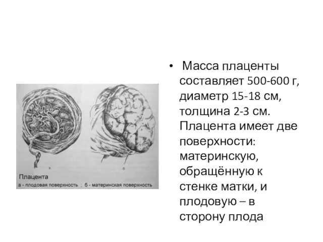 Масса плаценты составляет 500-600 г, диаметр 15-18 см, толщина 2-3 см. Плацента