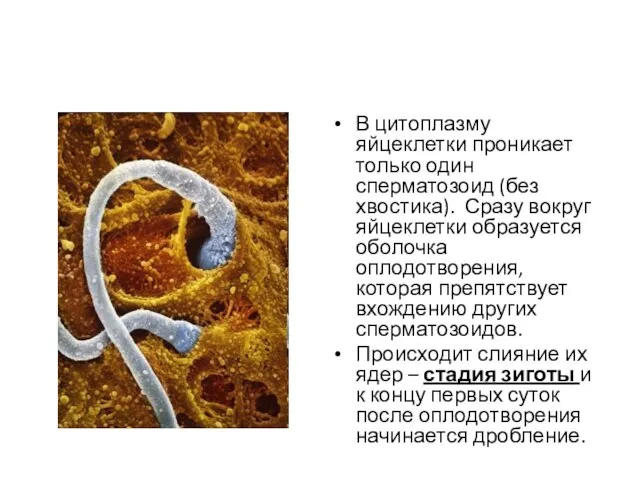 В цитоплазму яйцеклетки проникает только один сперматозоид (без хвостика). Сразу вокруг яйцеклетки