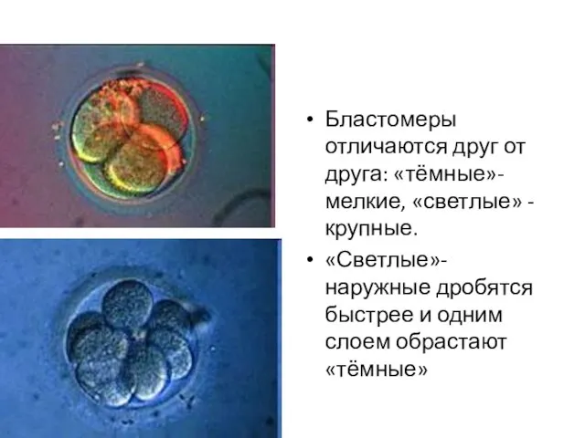 Бластомеры отличаются друг от друга: «тёмные»-мелкие, «светлые» -крупные. «Светлые»- наружные дробятся быстрее
