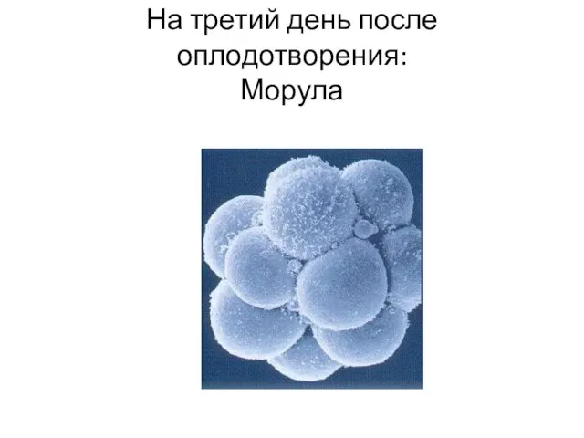 На третий день после оплодотворения: Морула