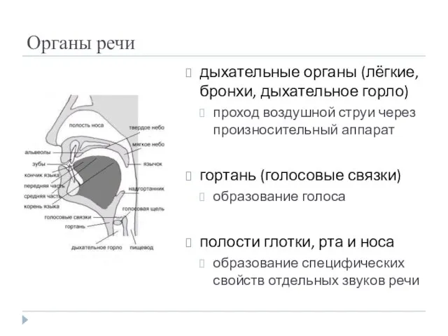 Органы речи дыхательные органы (лёгкие, бронхи, дыхательное горло) проход воздушной струи через