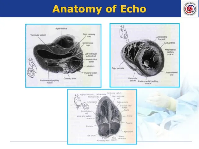 Anatomy of Echo