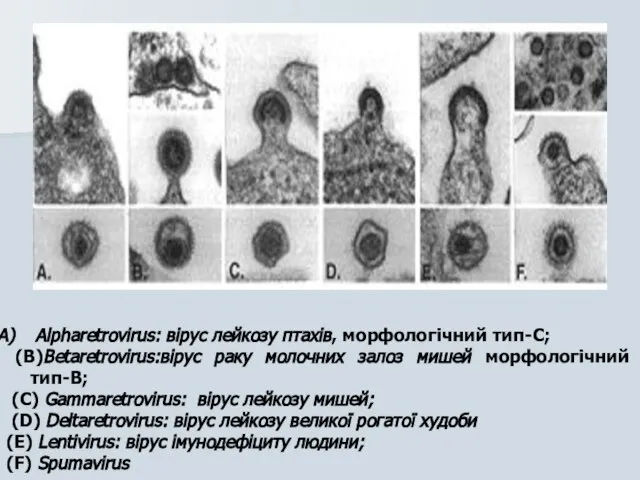 Alpharetrovirus: вірус лейкозу птахів, морфологічний тип-C; (B)Betaretrovirus:вірус раку молочних залоз мишей морфологічний