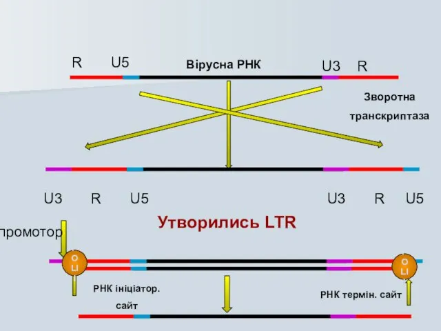 Вірусна РНК Зворотна транскриптаза R U5 U3 R U3 R U5 U3
