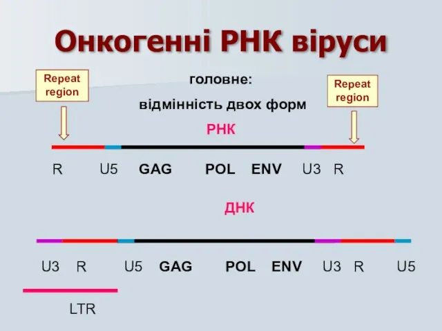 Онкогенні РНК віруси головне: відмінність двох форм РНК R U5 GAG POL ENV U3 R