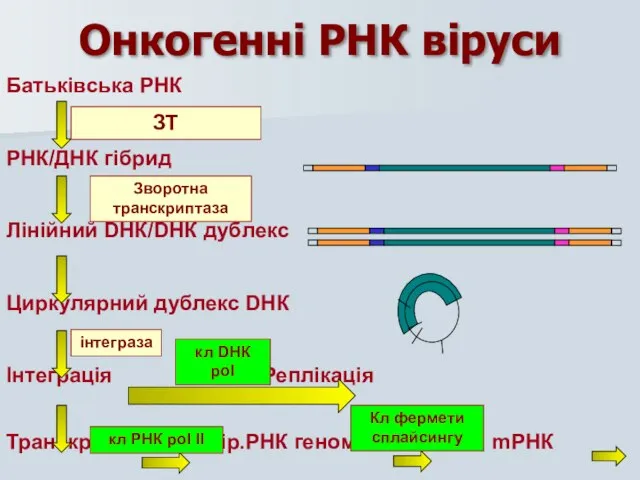 Онкогенні РНК віруси Батьківська РНК РНК/ДНК гібрид Лінійний DНК/DНК дублекс Циркулярний дублекс