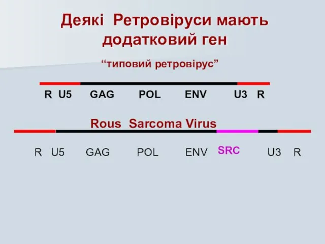R U5 GAG POL ENV U3 R Деякі Ретровіруси мають додатковий ген “типовий ретровірус” SRC