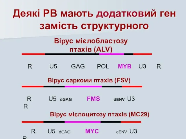 Вірус саркоми птахів (FSV) R U5 dGAG FMS dENV U3 R Вірус