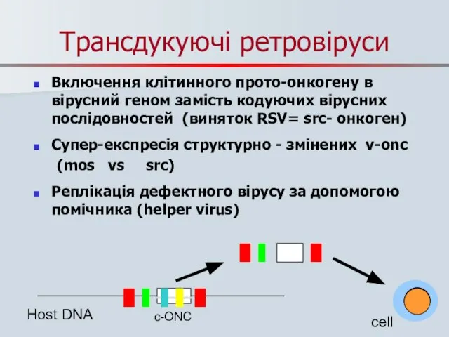 Трансдукуючі ретровіруси Включення клітинного прото-онкогену в вірусний геном замість кодуючих вірусних послідовностей