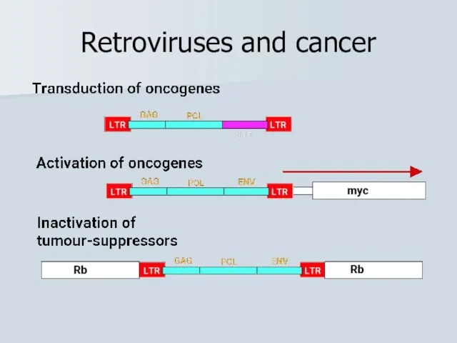 Retroviruses and cancer