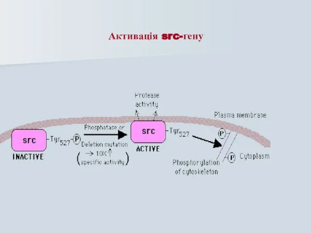 Активація src-гену