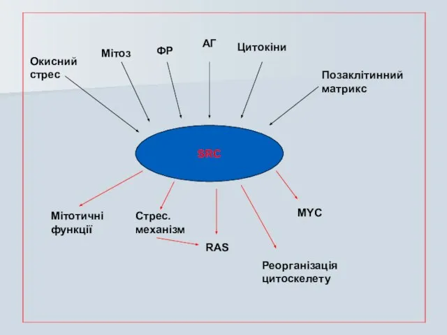 SRC Окисний стрес Мітоз ФР АГ Цитокіни Позаклітинний матрикс Мітотичні функції Стрес.