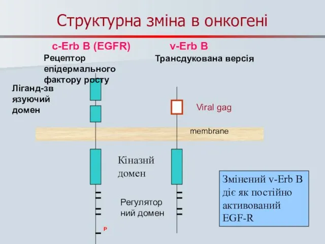 Структурна зміна в онкогені PP PP P c-Erb B (EGFR) v-Erb B