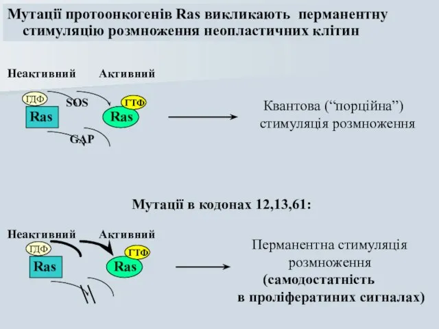 Мутації протоонкогенів Ras викликають перманентну стимуляцію розмноження неопластичних клітин Ras Ras ГДФ