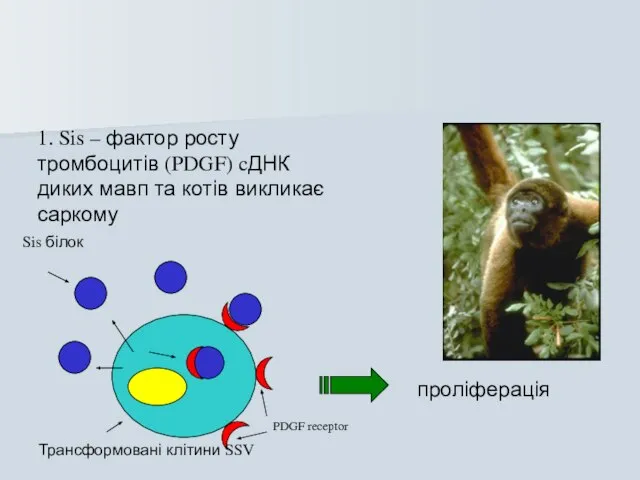 1. Sis – фактор росту тромбоцитів (PDGF) cДНК диких мавп та котів