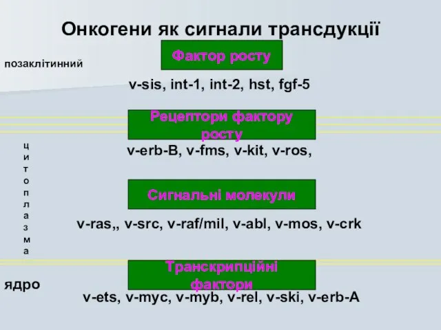 Онкогени як сигнали трансдукції Фактор росту v-sis, int-1, int-2, hst, fgf-5 Рецептори