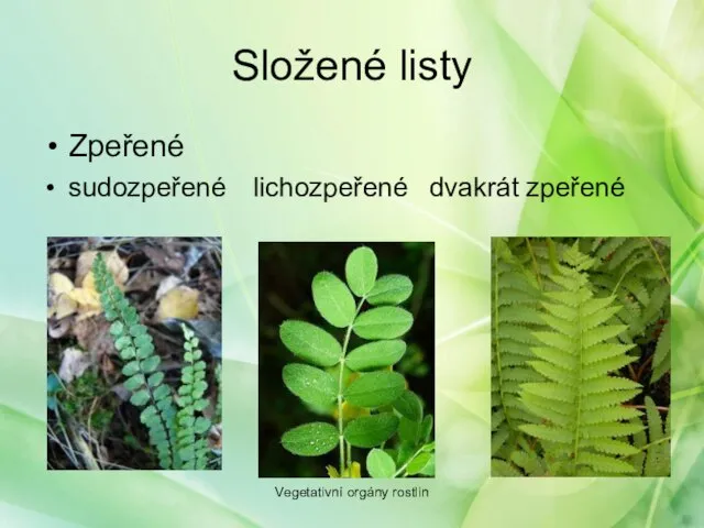 Složené listy Zpeřené sudozpeřené lichozpeřené dvakrát zpeřené Vegetativní orgány rostlin