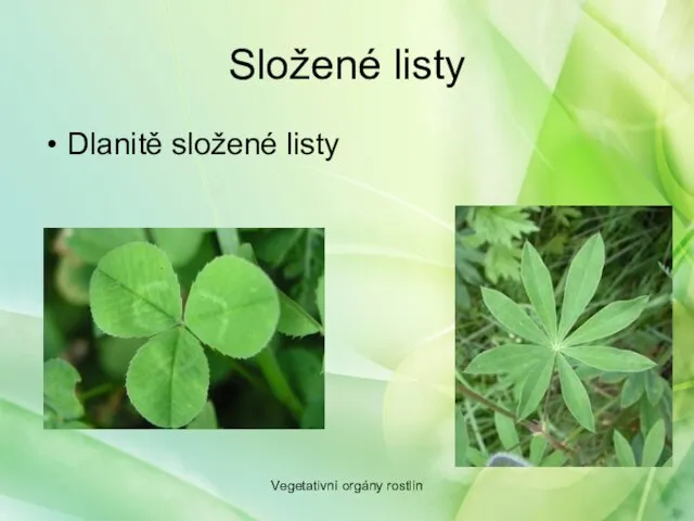 Složené listy Dlanitě složené listy Vegetativní orgány rostlin
