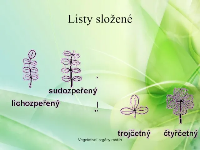 Listy složené Vegetativní orgány rostlin