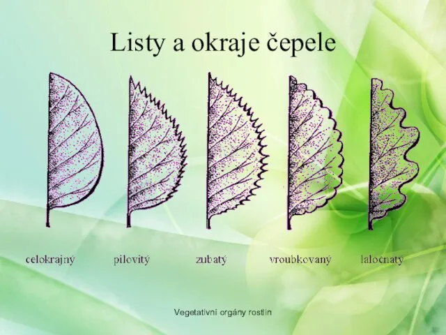 Listy a okraje čepele Vegetativní orgány rostlin