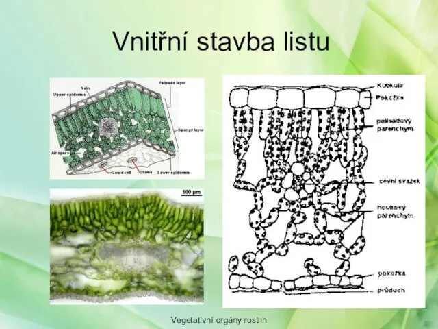 Vnitřní stavba listu Vegetativní orgány rostlin