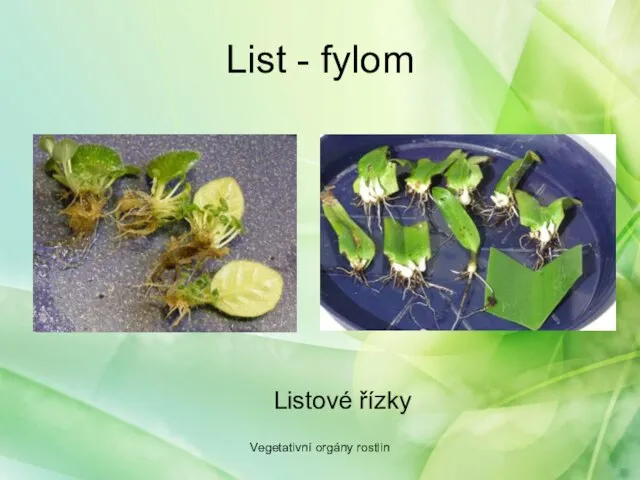 List - fylom Vegetativní orgány rostlin Listové řízky