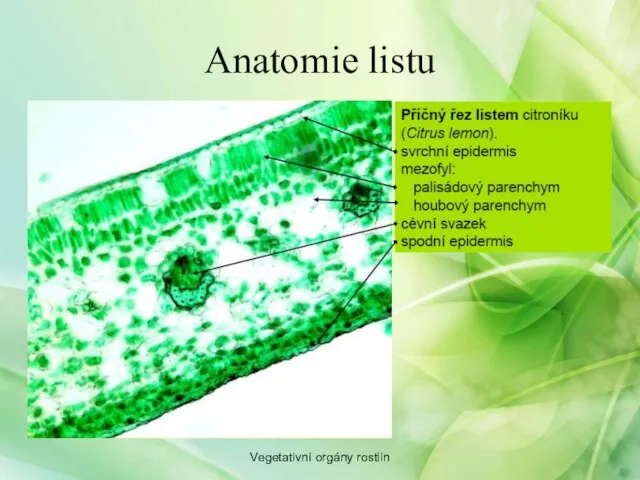 Anatomie listu Vegetativní orgány rostlin