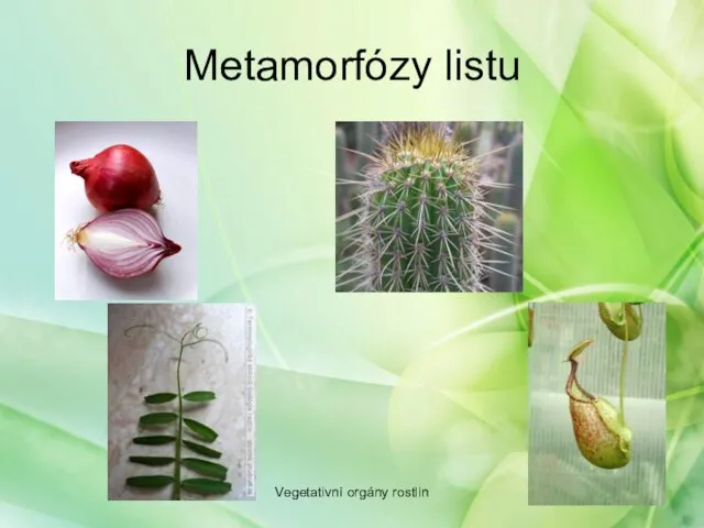 Metamorfózy listu Vegetativní orgány rostlin