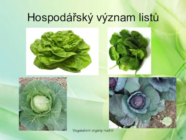 Hospodářský význam listů Vegetativní orgány rostlin