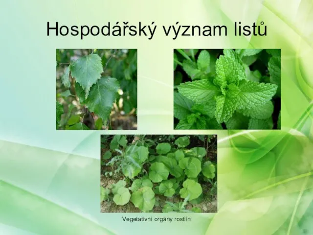 Hospodářský význam listů Vegetativní orgány rostlin