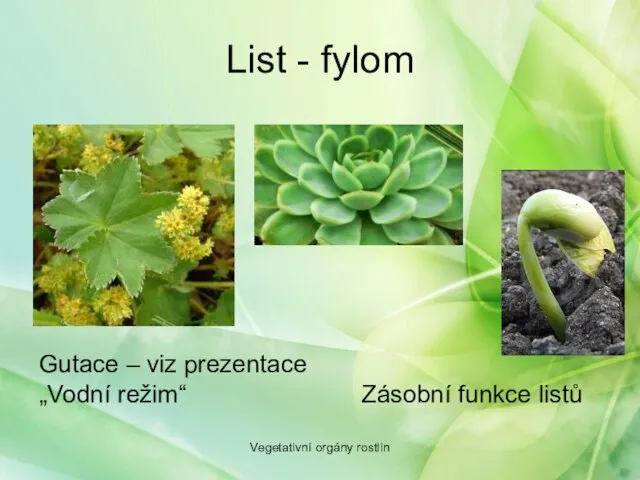 List - fylom Vegetativní orgány rostlin Gutace – viz prezentace „Vodní režim“ Zásobní funkce listů