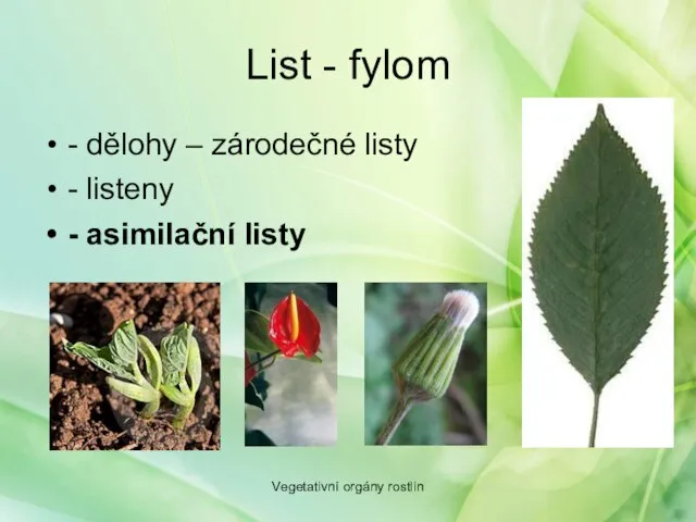 List - fylom - dělohy – zárodečné listy - listeny - asimilační listy Vegetativní orgány rostlin