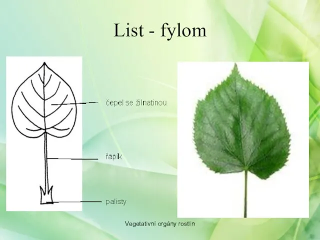 List - fylom Vegetativní orgány rostlin