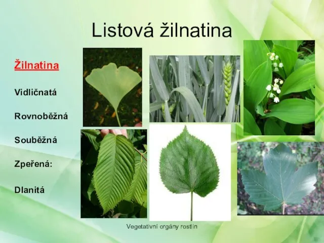 Listová žilnatina Žilnatina Vidličnatá Rovnoběžná Souběžná Zpeřená: Dlanitá Vegetativní orgány rostlin
