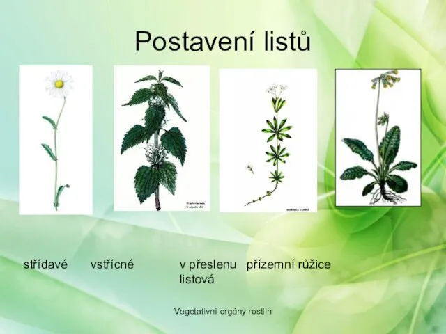 Postavení listů střídavé vstřícné v přeslenu přízemní růžice listová Vegetativní orgány rostlin